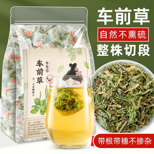 车前草袋泡茶新鲜野生整株切断