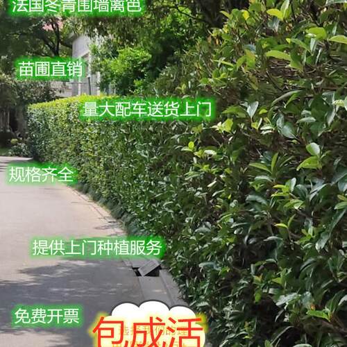 法国冬青绿篱笆苗常绿庭院围墙珊瑚树冬青树苗四季青绿上门种植