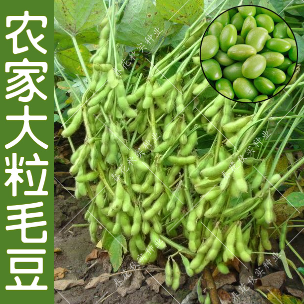 鲜食大粒毛豆种子 春季播蔬菜籽 青毛豆种子大豆种子粒大早熟抗病