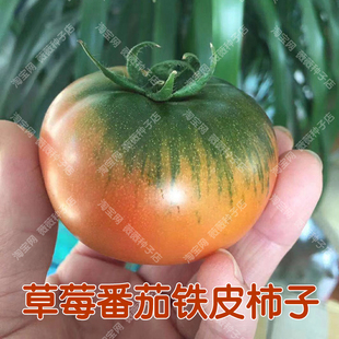 阳台盆栽孑 播蔬菜水果铁皮西红柿 春秋四季 草莓番茄种子酸甜多汁