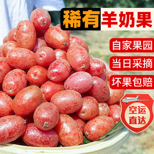 整箱2斤云南新鲜羊奶果孕妇水果酸甜牛奶果稀有特大鲜果临沧当季