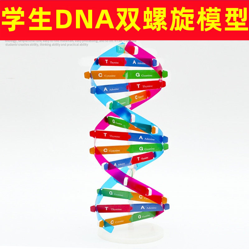 科学实验人体基因科技制作diy教具dna小学生材料包器材实验学具手工