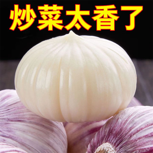 大蒜紫皮独头蒜蒜香浓郁干蒜辛辣