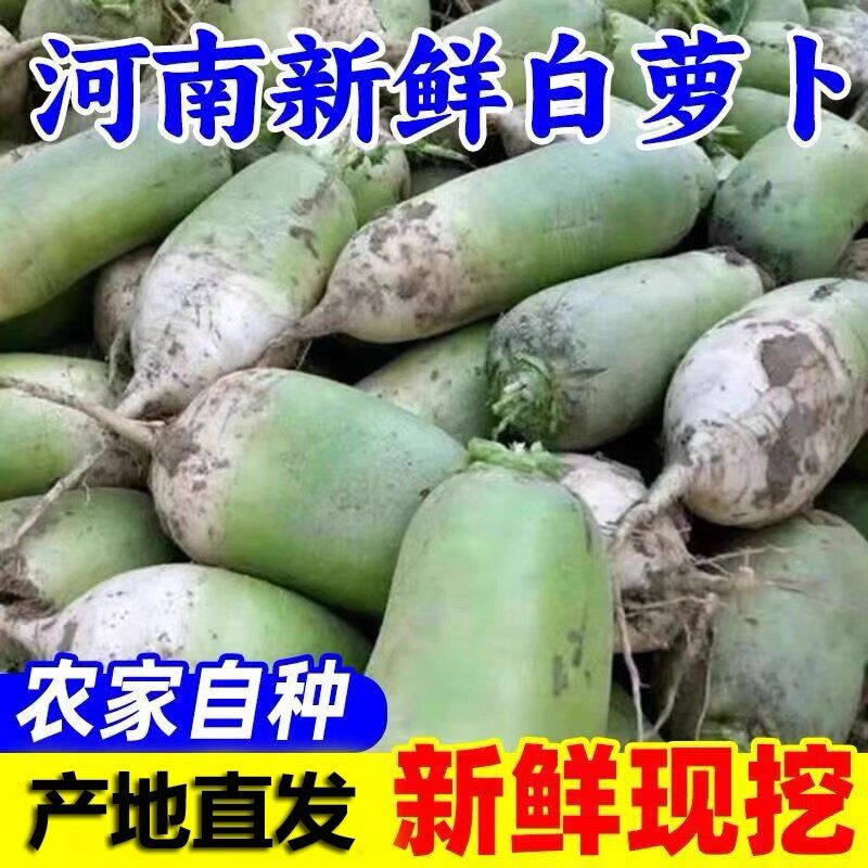 河南青萝卜新鲜现拔农户自种正宗水果白萝卜沙窝当季蔬菜腌萝卜干