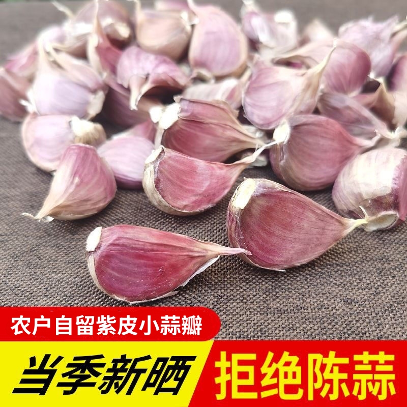 新晒紫皮蒜瓣种蒜苗大蒜出芽率高
