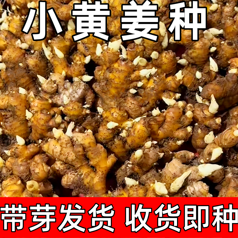种植专用小黄姜种带芽发货盆栽菜