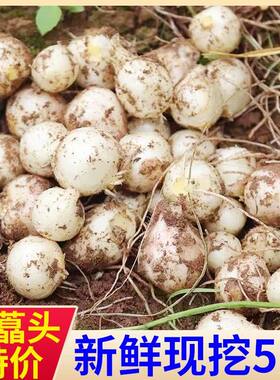 新鲜四川苦藠头薤白正宗团葱现挖