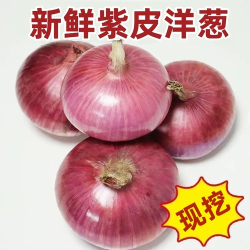 现挖紫皮洋葱新鲜应季农家蔬菜