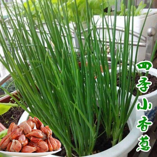 正宗香葱头四季小葱种种植火葱头