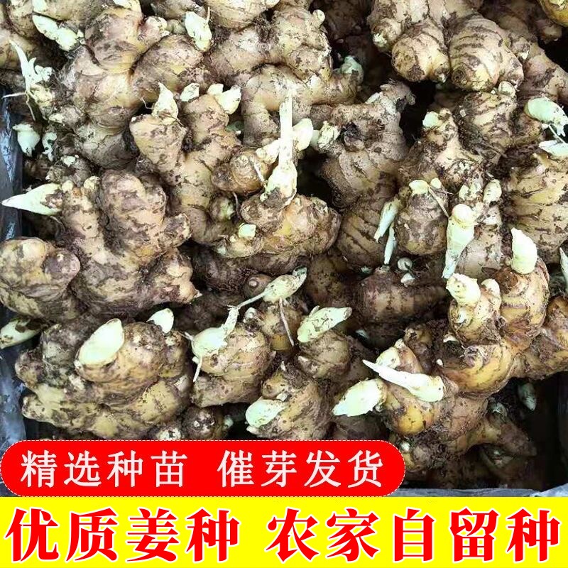 姜种带芽正宗小黄姜母种植生姜农户自留种籽姜块南姜土姜沙姜盆栽