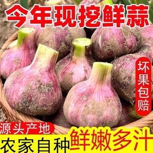新鲜大蒜头产地直发农家鲜蒜紫白皮湿蒜现挖多瓣籽腌糖蒜1/5/9斤