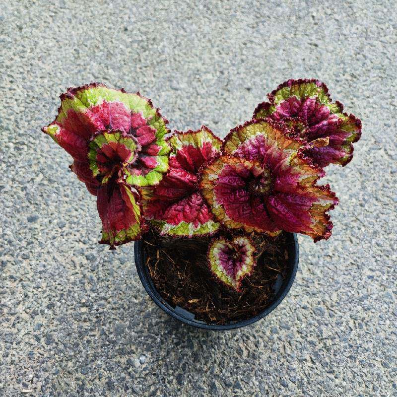 观叶秋海棠五彩蜗牛秋海棠网红室内桌面北欧植物盆栽造景绿植