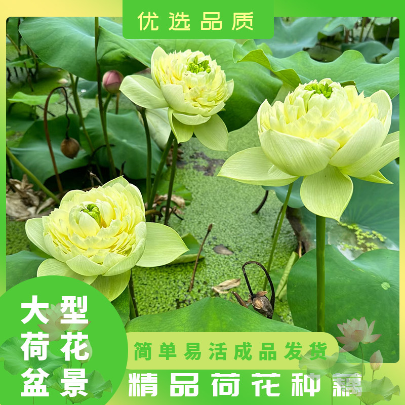 成品荷花盆栽水养观赏大型荷花种藕碗莲花种籽子水培植物室内好养