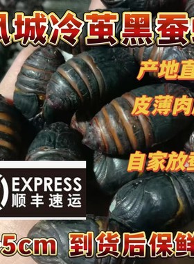 东北冷茧黑蚕蛹 皮薄肉厚 新鲜活蚕蛹 野生柞树蚕蛹 辽宁蚕蛹茧蛹