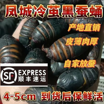 东北冷茧黑蚕蛹 皮薄肉厚 新鲜活蚕蛹 野生柞树蚕蛹 辽宁蚕蛹茧蛹