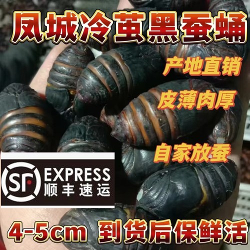 东北冷茧黑蚕蛹 皮薄肉厚 新鲜活蚕蛹 野生柞树蚕蛹 辽宁蚕蛹茧蛹