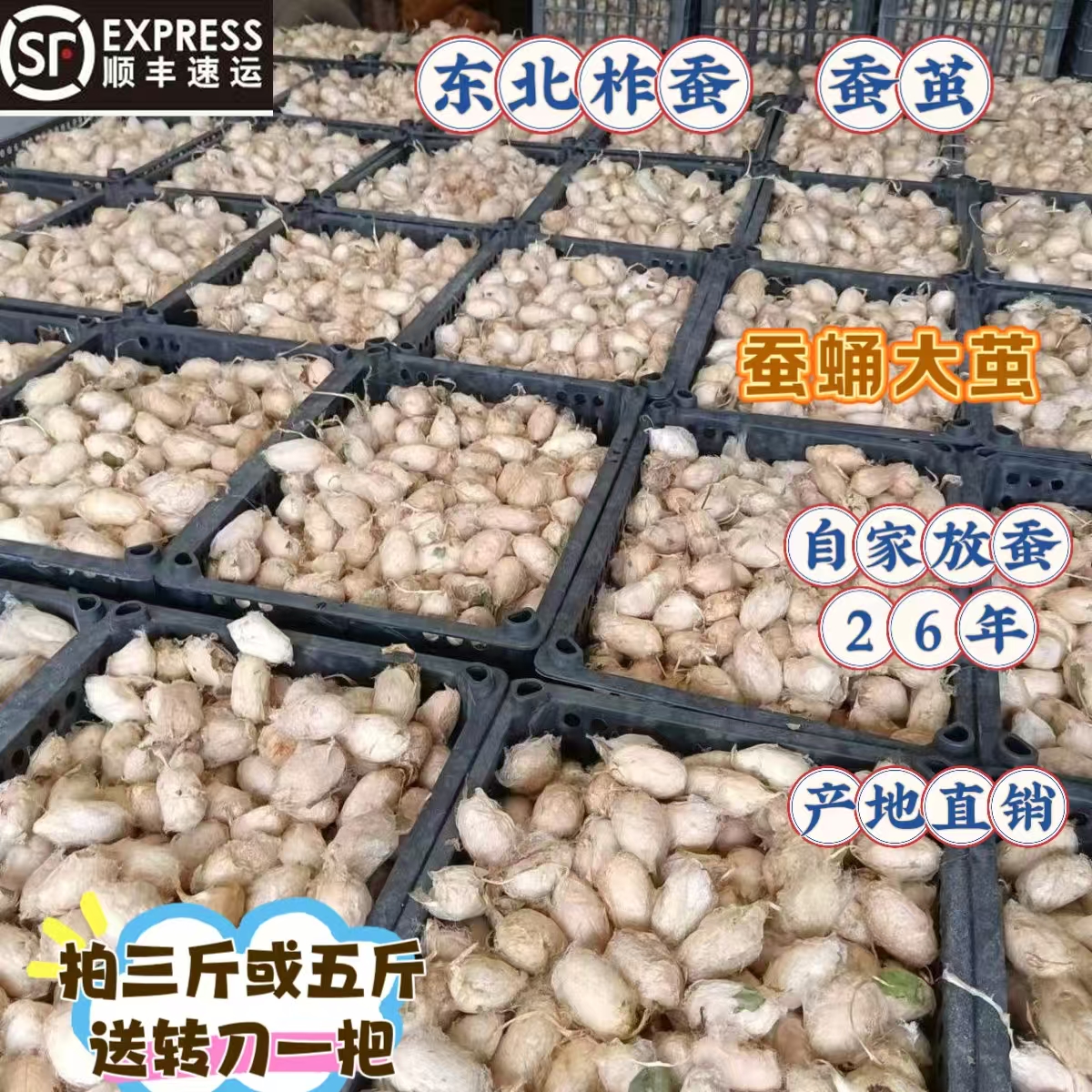东北柞蚕大茧蚕茧黑蛹大茧黄蛹蚕茧带壳蚕茧黄蛹大茧大个蚕茧顺丰