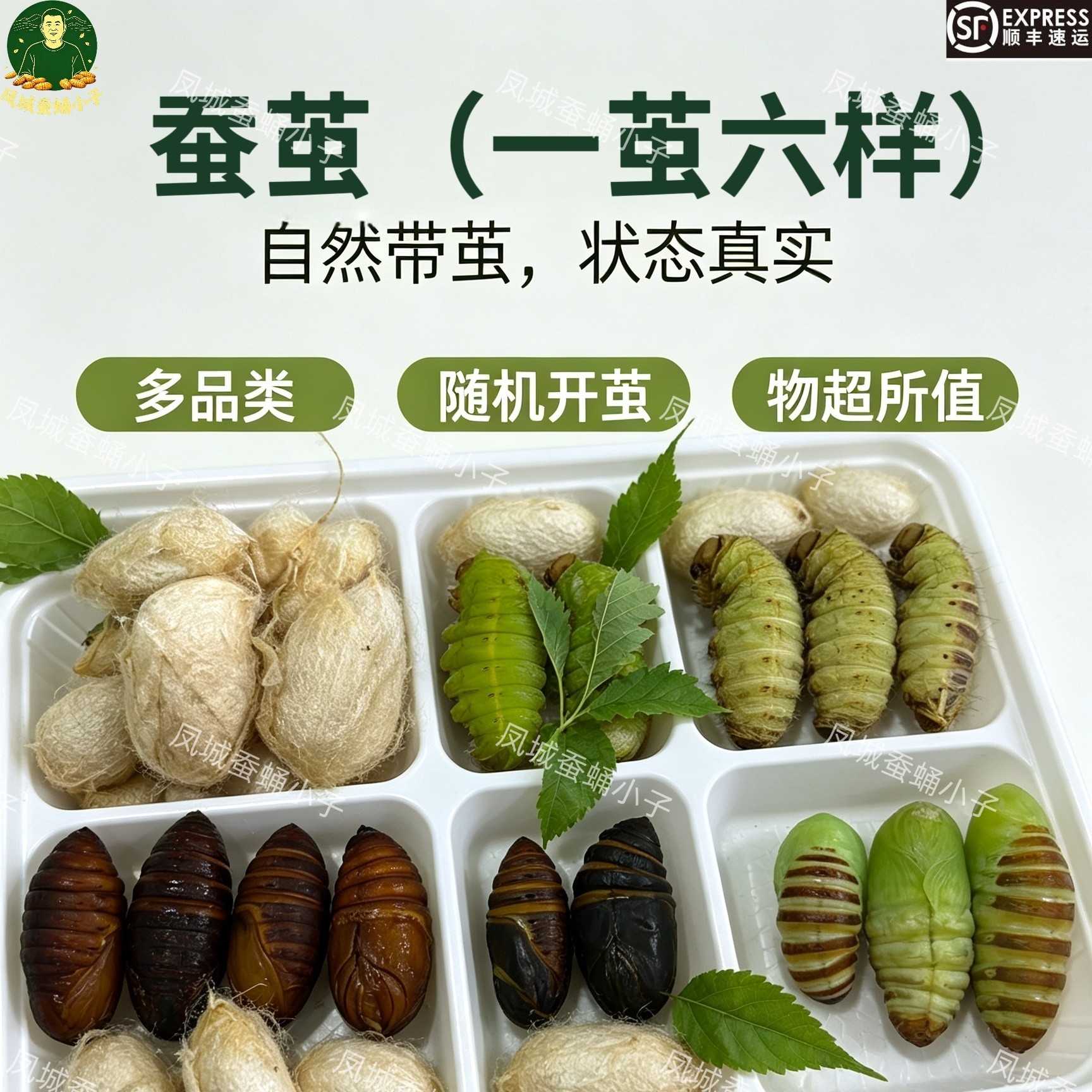 【一茧六样】东北柞蚕带壳新鲜蚕茧神仙蛹茧自剪顺丰快递