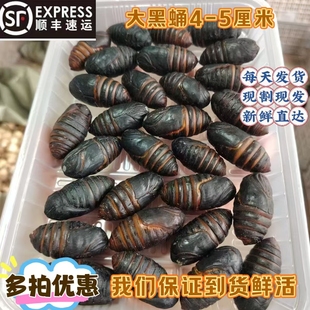 东北特产茧蛹大黄蚕蛹新鲜活蚕蛹鲜活野生柞蚕蛹大黄蛹黑蛹顺丰