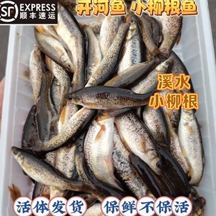 丹东凤城开河鱼淡水鱼小柳根鱼麦穗鱼冷水鱼活体发货保鲜不保活