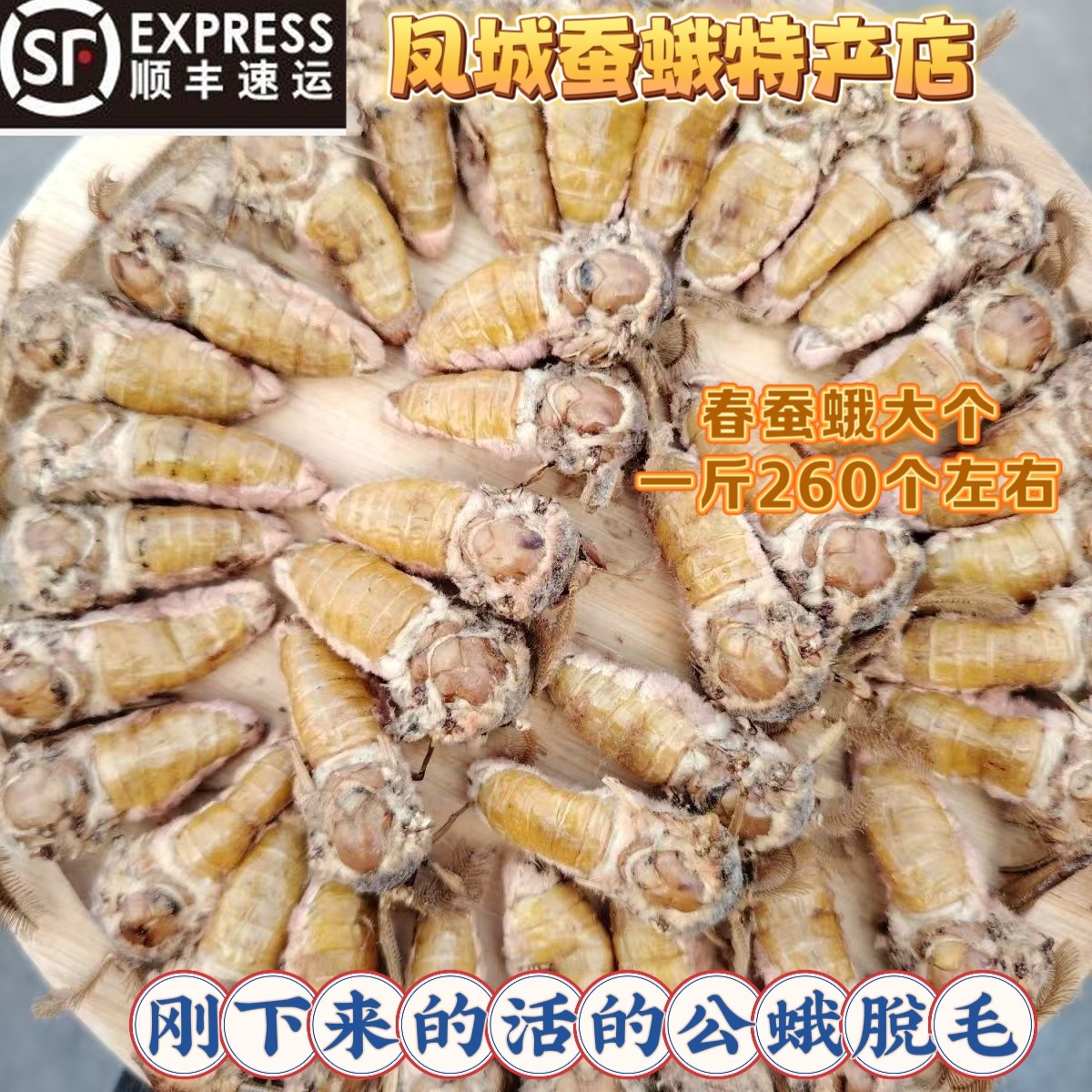 东北特产脱毛公蛾春蚕蛾去蛾毛公蛾活体冷冻顺丰包邮