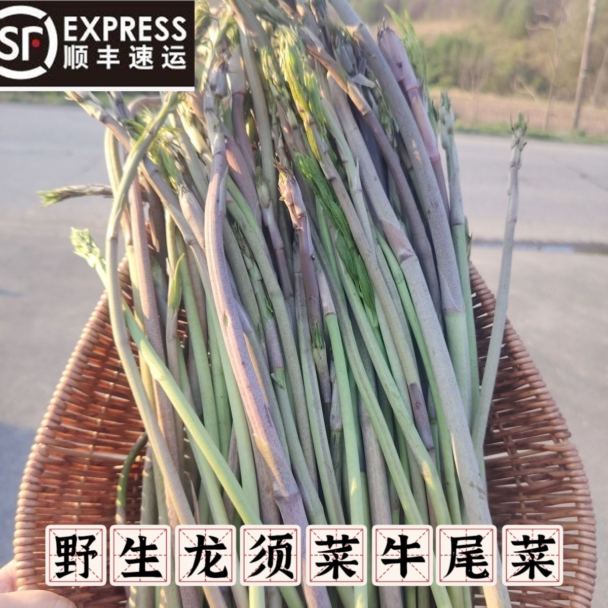 东北特产新鲜龙须菜牛尾菜现采现发顺丰包邮