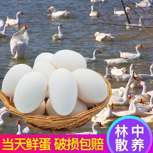 12枚220-260克特大生鹅蛋双黄蛋鹅蛋新鲜农家散养正宗土鹅蛋孕妇