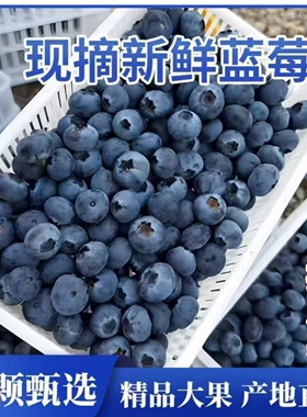 云南高山蓝莓现摘现发空运新鲜到家酸甜可口