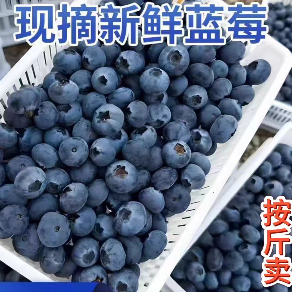 云南新鲜现摘蓝莓现摘现发顺丰直达孕妇宝宝水果