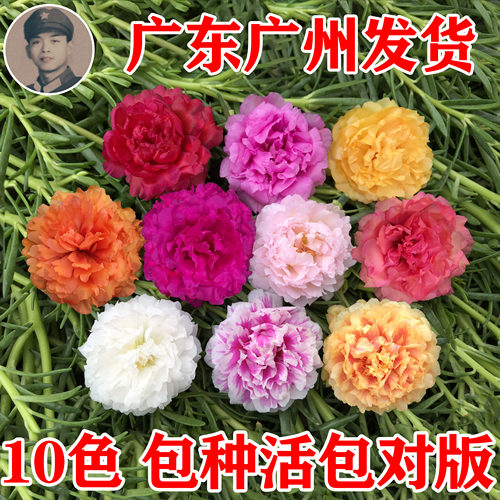 太阳花苗重瓣混色枝条大花花苞植物宿根盆栽绿植花卉四季开花阳台