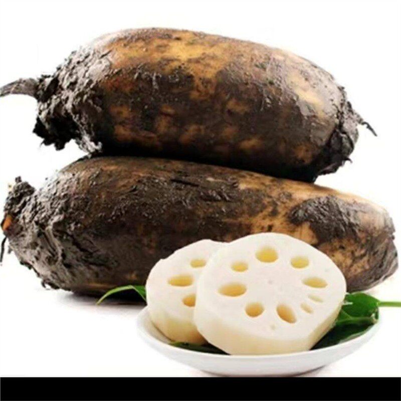 洪湖新鲜现挖带泥九孔粉糯莲藕