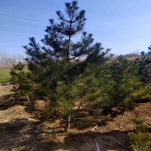 白皮松树苗白皮松苗白皮松小苗苗圃直销