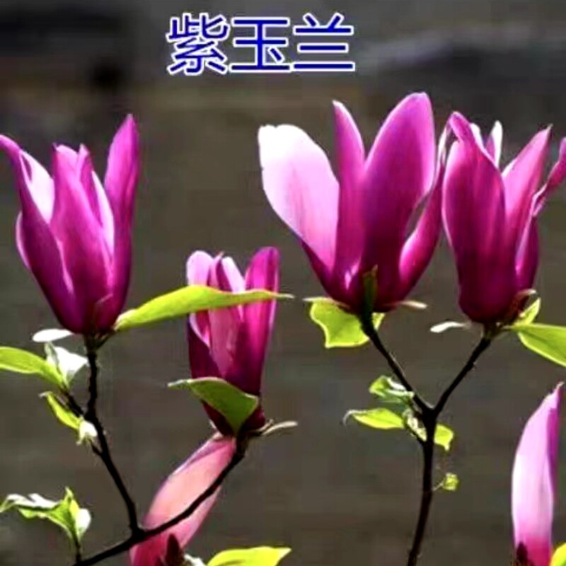 广玉兰净化空气好看美观