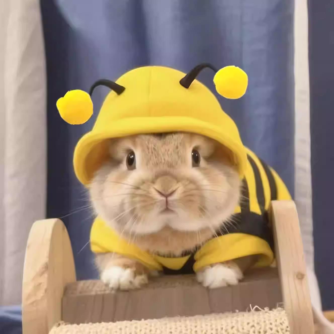 宠物兔衣服兔子可爱蜜蜂保暖卫衣小宠防掉毛侏儒兔龙猫仓鼠荷兰猪