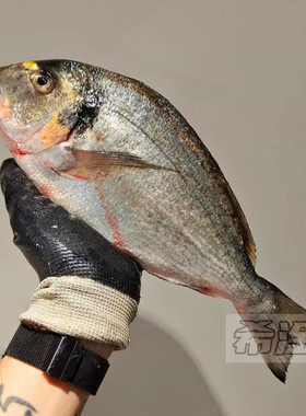 金头鲷鱼 一条2斤 金鲷鱼切片刺身生吃寿司日料居酒屋顺德生鱼片