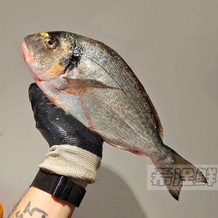 金头鲷鱼 一条2斤 金鲷鱼切片刺身生吃寿司日料居酒屋顺德生鱼片