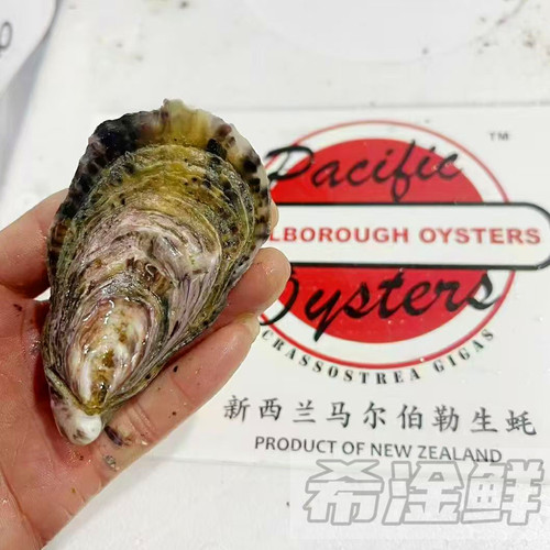 新西兰马尔伯勒生蚝 3只起售 鲜活进口鲜活牡蛎现开即食生食刺身