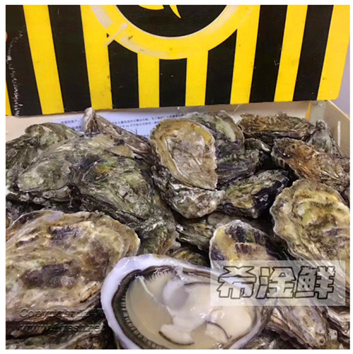 法国白露生蚝原箱48只即食