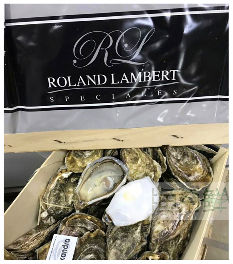 法国兰伯特黑珍珠生蚝 3只起售 空运进口刺身即食牡蛎西餐厅寿司