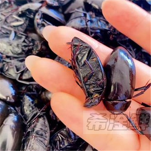 半斤鲜活黑边龙虱活体水蟑螂