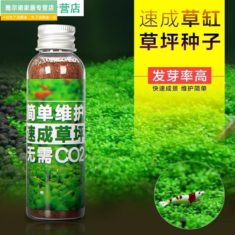 鱼缸里的绿植 水养不用泥的水草 四季种籽前景矮珍珠牛毛草种子。