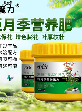 姬月季肥料姬乙女微型迷你月季樱坂雪莹金平糖雪月姬紫红微月雪姬