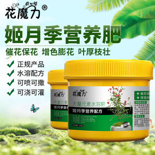 姬月季肥料姬乙女微型迷你月季樱坂雪莹金平糖雪月姬紫红微月雪姬