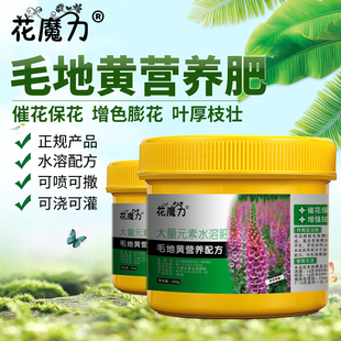 毛地黄肥料洋地黄紫花洋地黄自由钟指顶花德国金钟心脏草山白菜肥