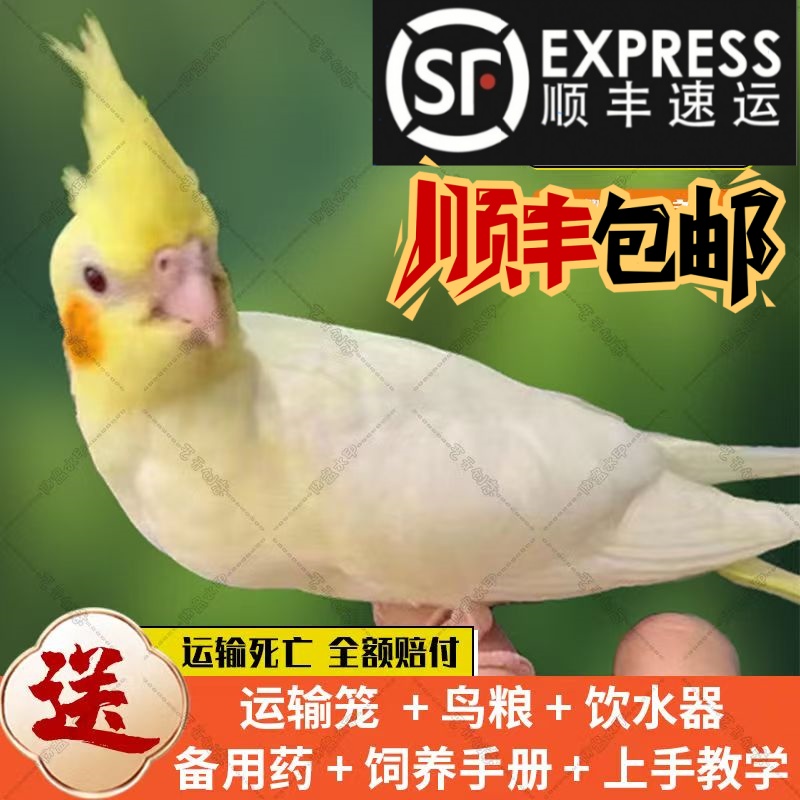 玄鳳鸚鵡活體會(huì)學(xué)說(shuō)話手養(yǎng)寵物黃化玄鳳一對(duì)可繁殖鳥(niǎo)活物鸚鵡活鳥(niǎo)