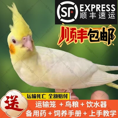 玄凤鹦鹉活体会学说话手养宠物黄化玄凤一对可繁殖鸟活物鹦鹉活鸟