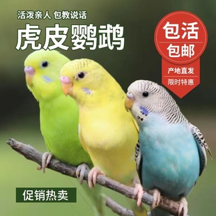 鹦鹉活鸟活物家养宠物小鸟云斑鹦鹉中小型会说话手养虎皮鹦鹉包活