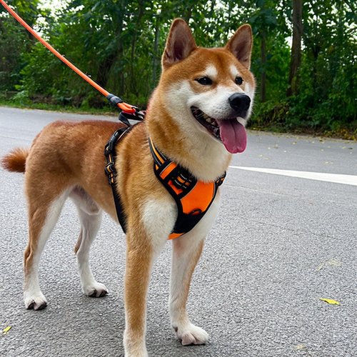狗狗牵引绳背心式防挣脱可伸缩