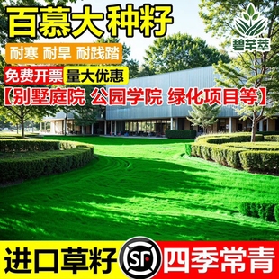 矮生百慕大草坪草籽四季青种子耐热耐旱耐践踏免修剪绿化草皮草籽