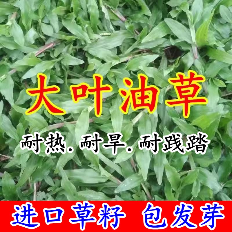 正宗大叶油草种子地毯草种籽庭院绿化矮化免修剪草坪草籽四季常青